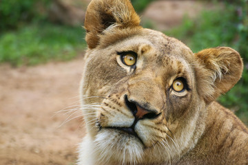 Neugierige Löwin schaut nach hinten