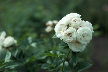 white rose in garden