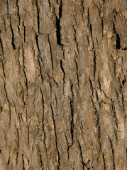 texture of an old tree bark