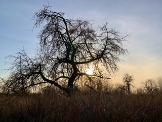 Tree without leaves on a sunset background. The sun penetrates through the rays through the branches of a tree. The trunk of an old plant with branches.