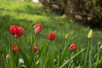 Red tulips with green grass background close up