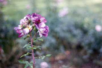 The most beautiful rose flowers in the garden
