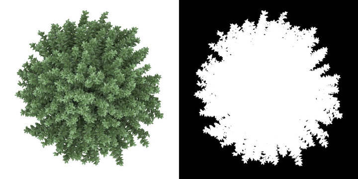 Top view of tree (Myrtus Comunis) png with alpha channel to cutout 3D rendering