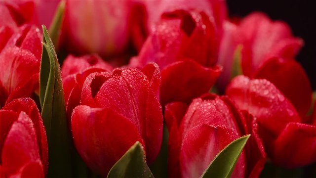 Fresh Flowers Tulips on Black Background