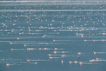 Lesser Flamingos floating on water