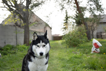 husky dog close up n garden green background