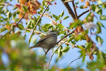 Eine männliche Mönchsgrasmücke sitzt im Frühling ein einem Baum mit grünen Blättern und bunten Blüten, Sylvia atricapilla
