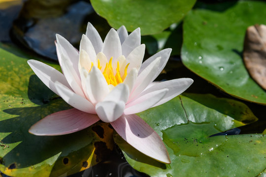 Close up of one delicate white water lily flower (Nymphaeaceae) in full bloom on a water surface in a summer garden, beautiful outdoor floral background photographed with soft focus
