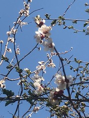 cherry tree blossom
