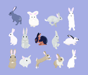 Rabbits of various breeds on a lilac background