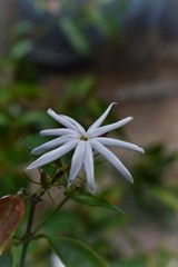 white flower in the garden