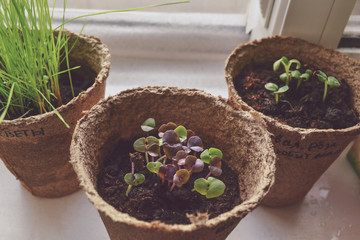 basil sprouts grows on a windowsill, basil herb seedlings