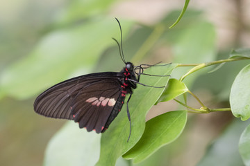papillon