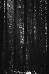 Black and white forestry illuminated