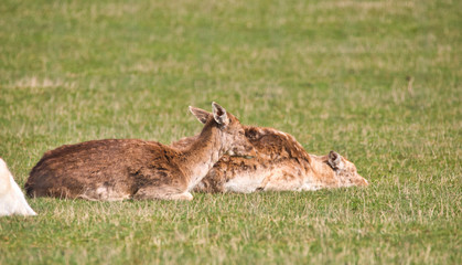 a fallow deer herd resting in a meadow