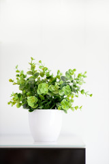 Fototapeta na wymiar Isolated green plant on white background. Vertical
