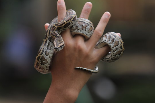 Python molurus is a large, nonvenomous python species native to tropical and subtropical regions of the Indian subcontinent and Southeast Asia.