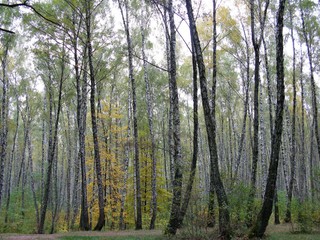 Gorgeous Autumn
