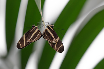 Papillons