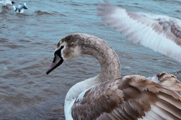 Wdzięk młodego łabędzia  © Mirajane