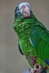blue and yellow parrot