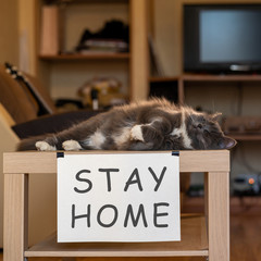 Cat with nameplate stay home on table at selfisolation