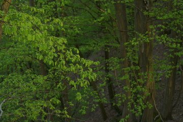 Frische Knospen im Frühling