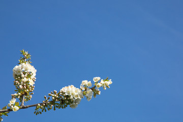 cherry blossom with sky background and a bee close up