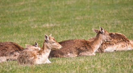 a fallow deer herd resting in a meadow