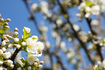 cherry blossom with sky background and a bee close up