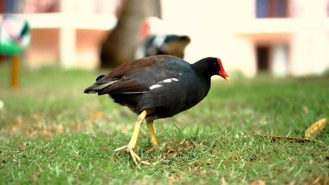 Bird Walking On Green Grass In Carib Dominican Republic Resort Hotel.
