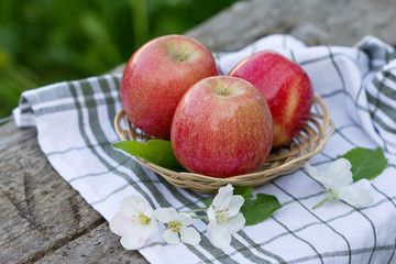red apples in a wicker basket, fresh Apple flowers in the garden, close-up.