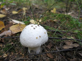 Mushroom