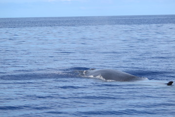 Obraz premium Walbeobachtung