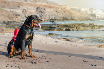 Rottweiler breed dog sitting in the sand by the seashore on a beautiful summer day, with a heart buried right next to it.