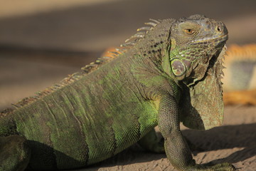 Iguana is a genus of herbivorous lizards that are native to tropical areas of Mexico, Central America, South America, and the Caribbean.