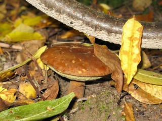 Mushroom