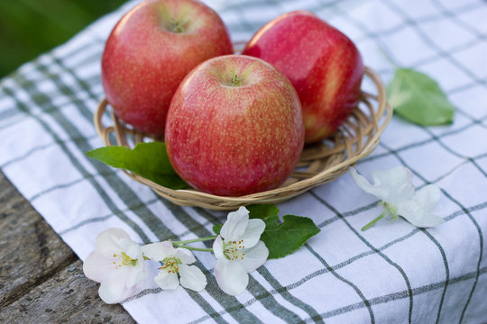 red apples in a wicker basket, fresh Apple flowers in the garden, close-up.