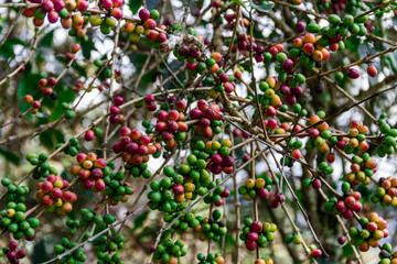 coffee plant in the jungle, Coroico Bolivia