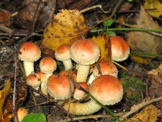 Mushroms