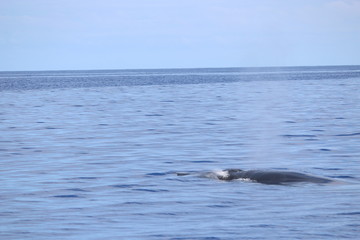Fototapeta premium Walbeobachtung
