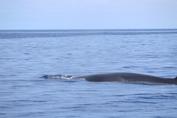 Fototapeta premium Walbeobachtung