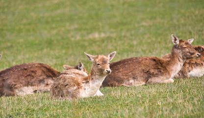 a fallow deer herd resting in a meadow