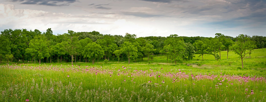 Huge drifts of purple coneflowers add their color to the summer prairie. © Mark Baldwin