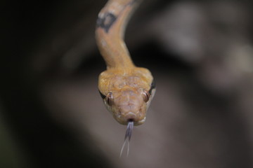 Boiga cynodon, commonly known as the dog-toothed cat snake, is a nocturnal species of rear-fanged colubrid snake endemic to Asia.