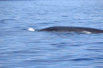 Fototapeta premium Walbeobachtung