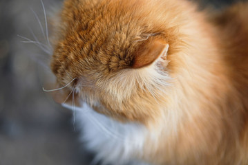 the texture of their hair ginger cat