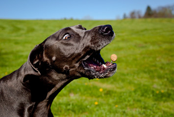 A silly great Dane focuses on a treat it's catching in mid air