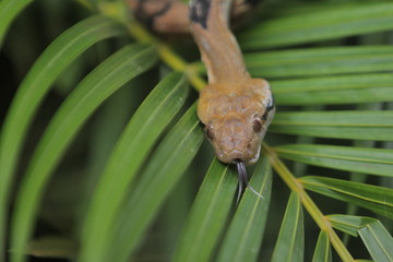 Boiga cynodon, commonly known as the dog-toothed cat snake, is a nocturnal species of rear-fanged colubrid snake endemic to Asia.