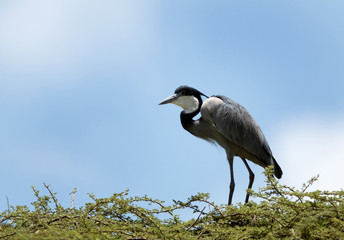Obraz premium Black-headed heron on Acacia tree at Bogoria